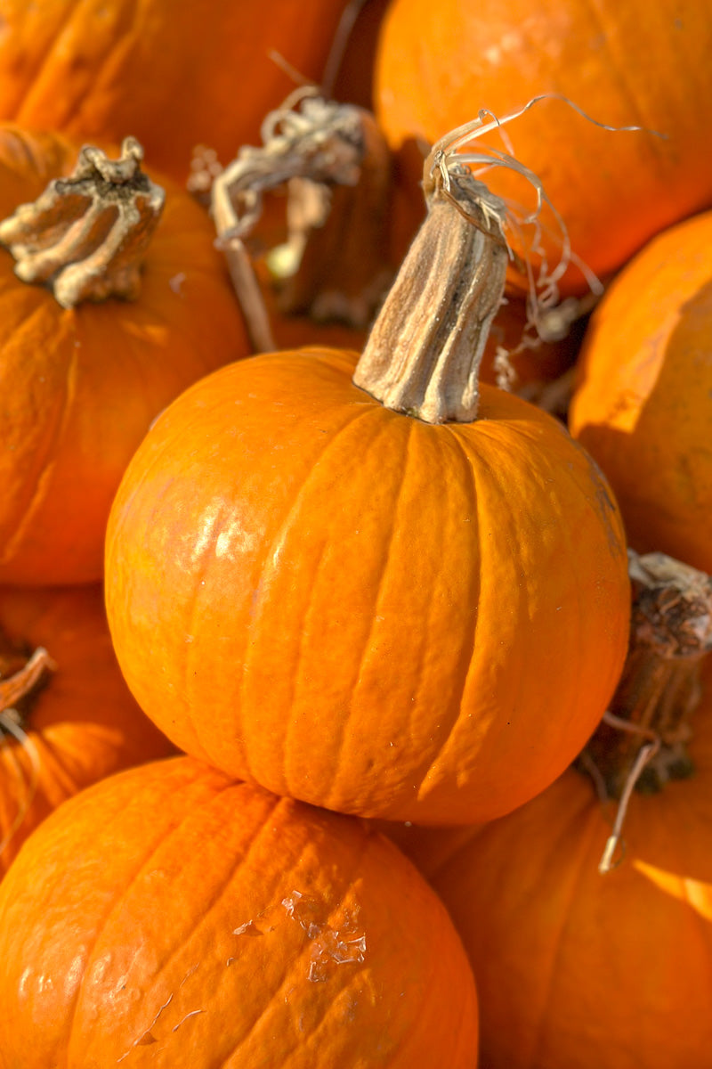 Pumpkin, Pie