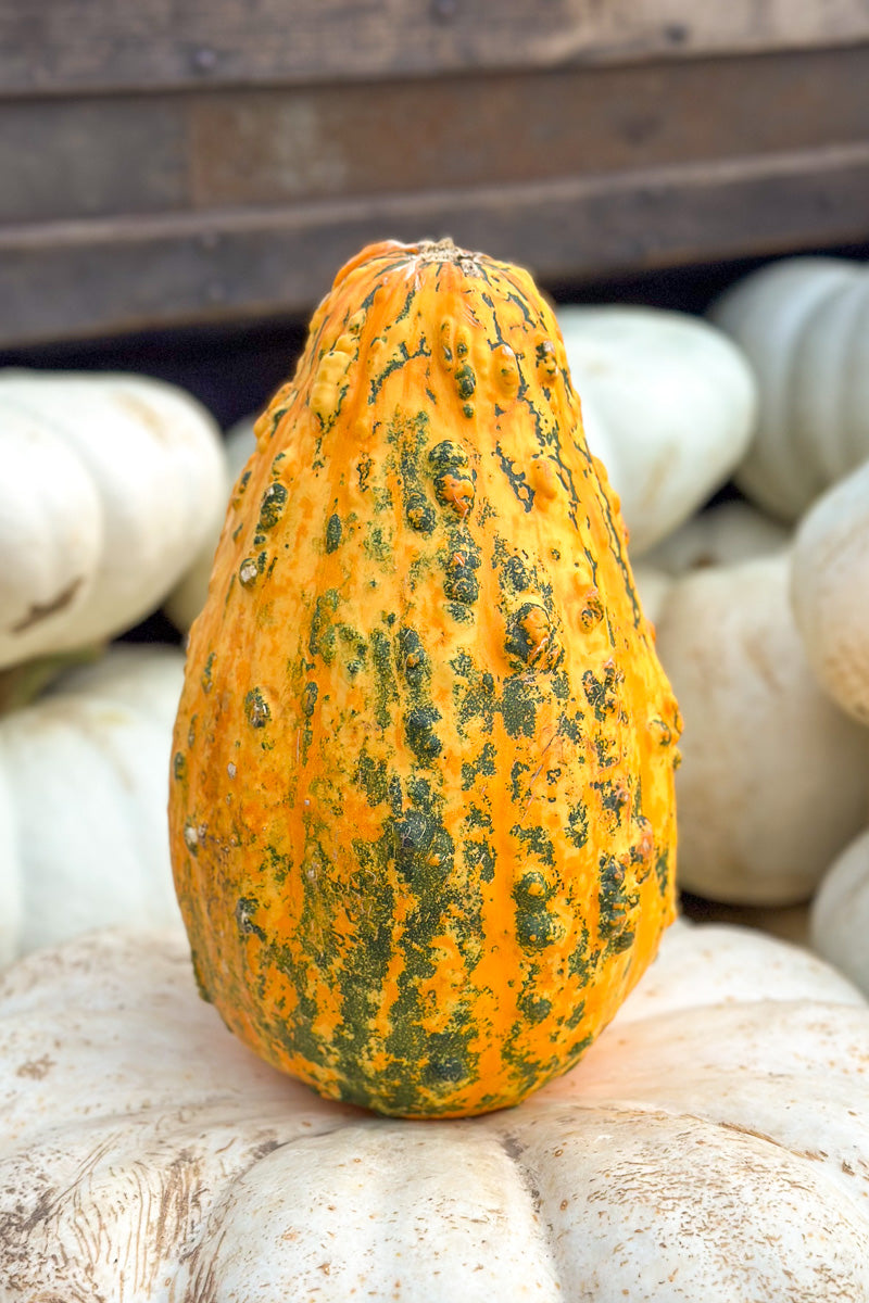 Fancy Pumpkin, Popcorn
