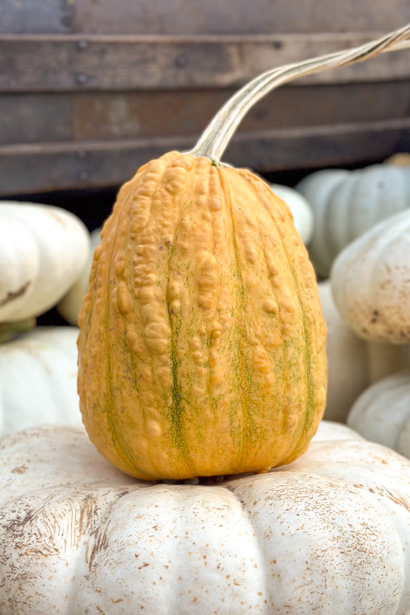 Fancy Pumpkin, Popcorn