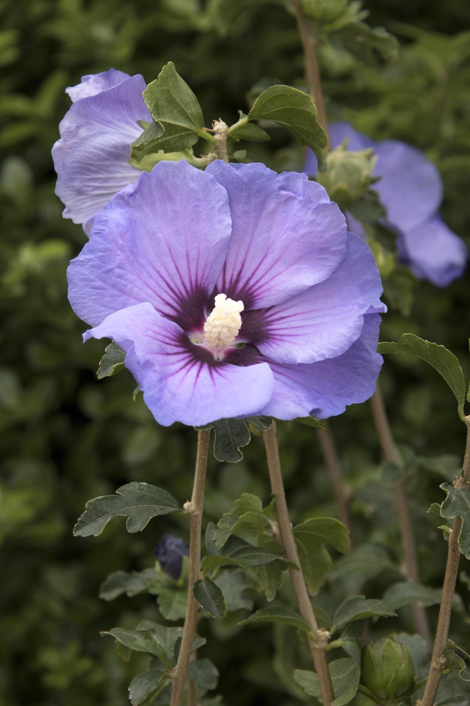 Rose Of Sharon, Versaille