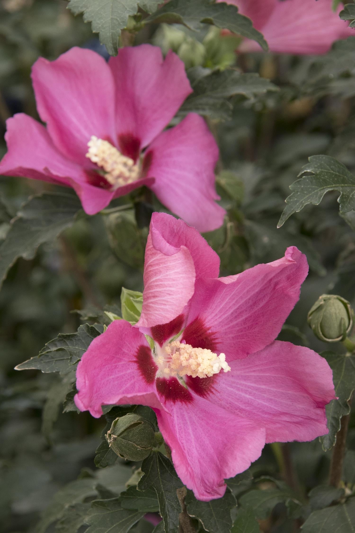 Rose Of Sharon, Cham