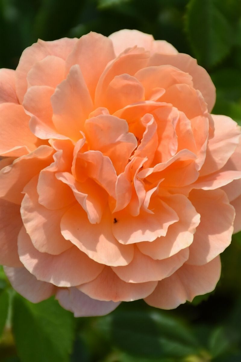 Rose, At Last