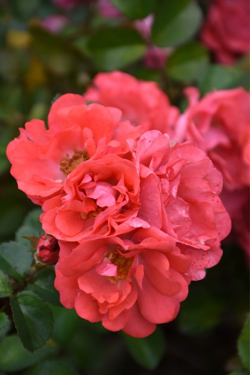 Rose, Drift Coral