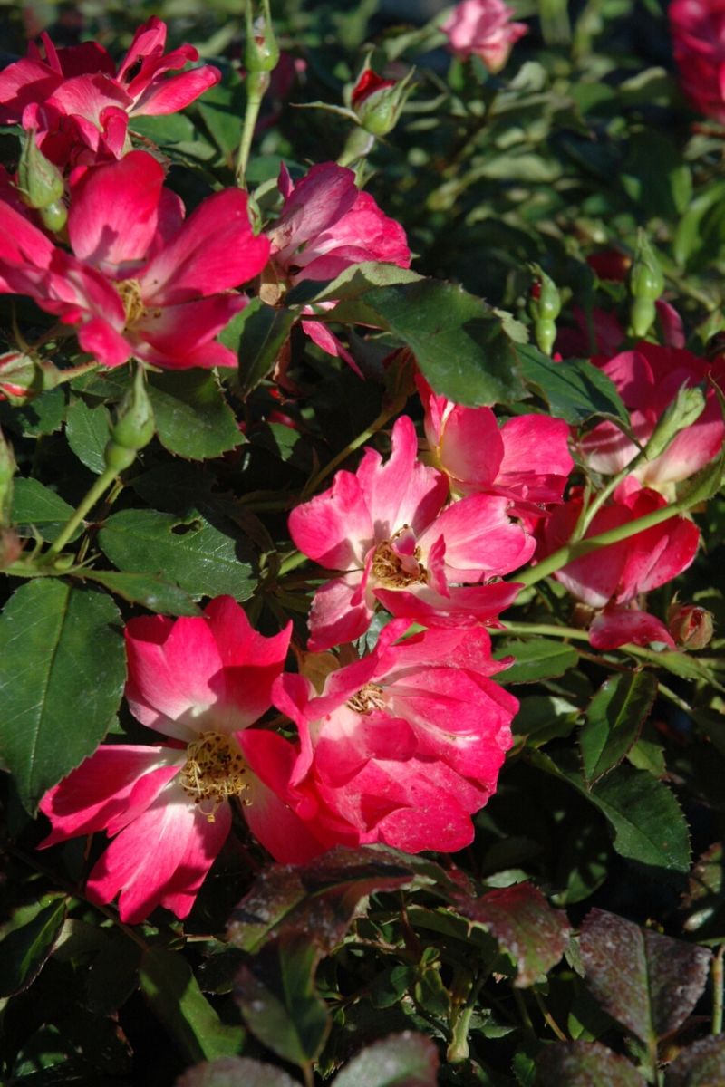 Rose, Drift Pink