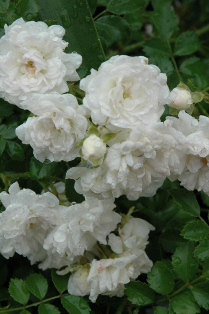 Rose, Drift White