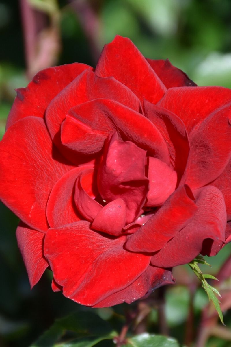 Rose, Grace & Grit Red