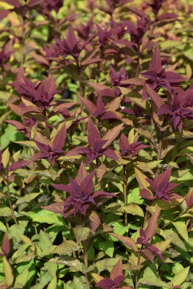 Spirea, Double Play Doozie