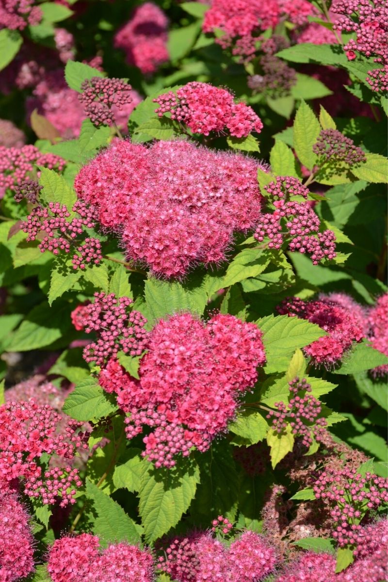 Spirea, Double Play Red