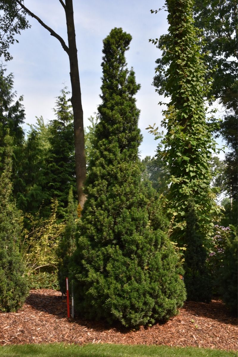 Yew, Viridis