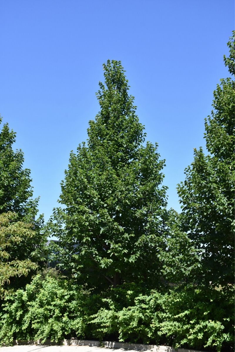 Basswood, American Sentry