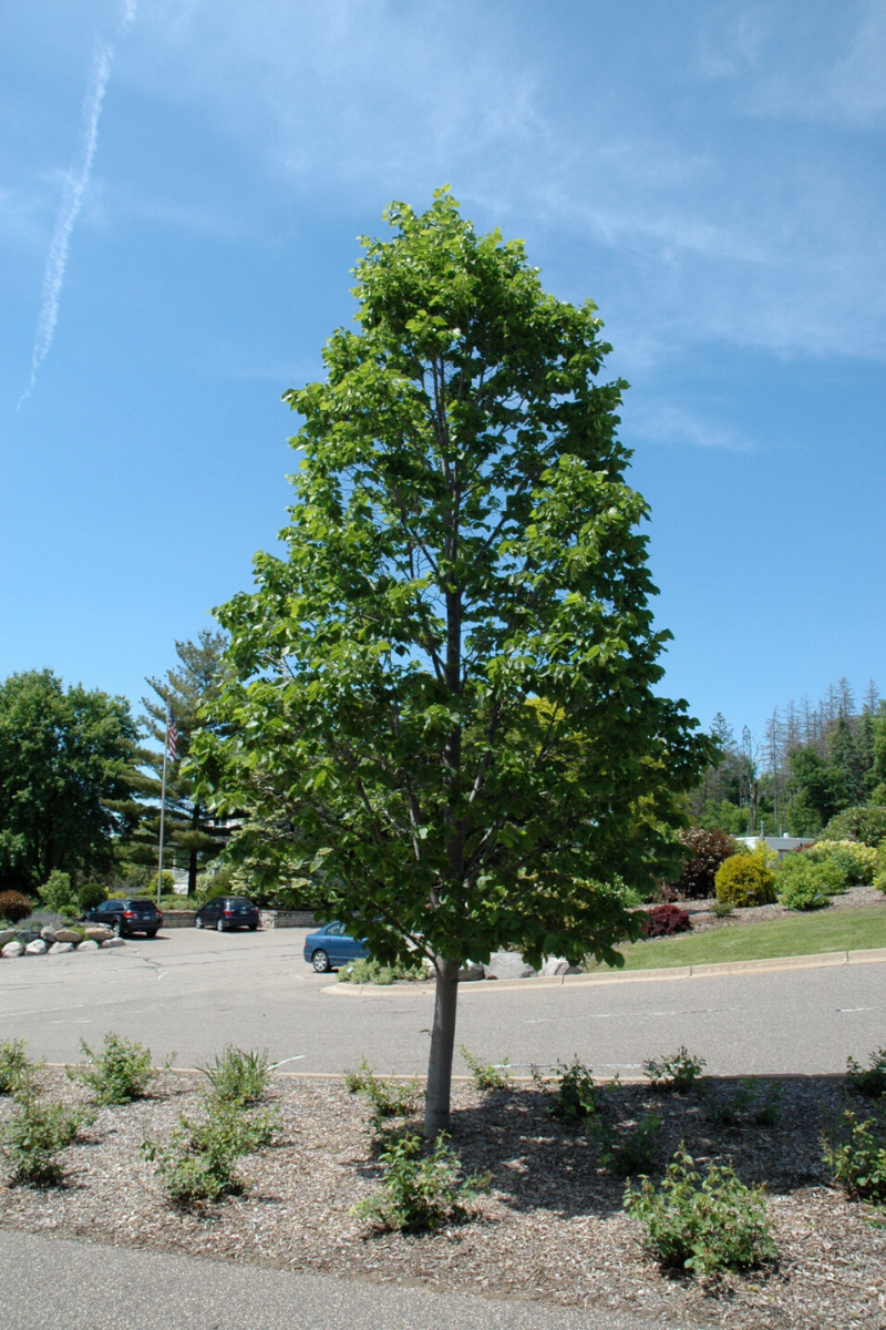 Linden, Amer Boulevard