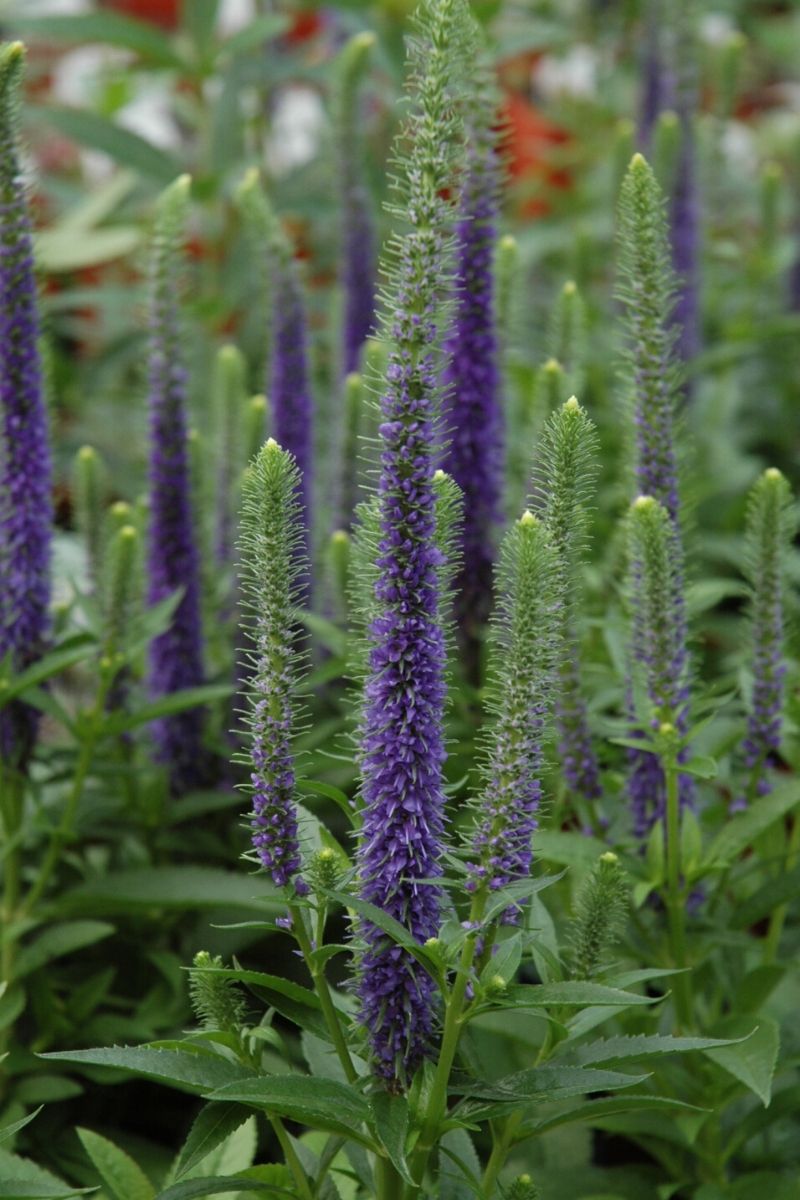 Veronica, Royal Candles