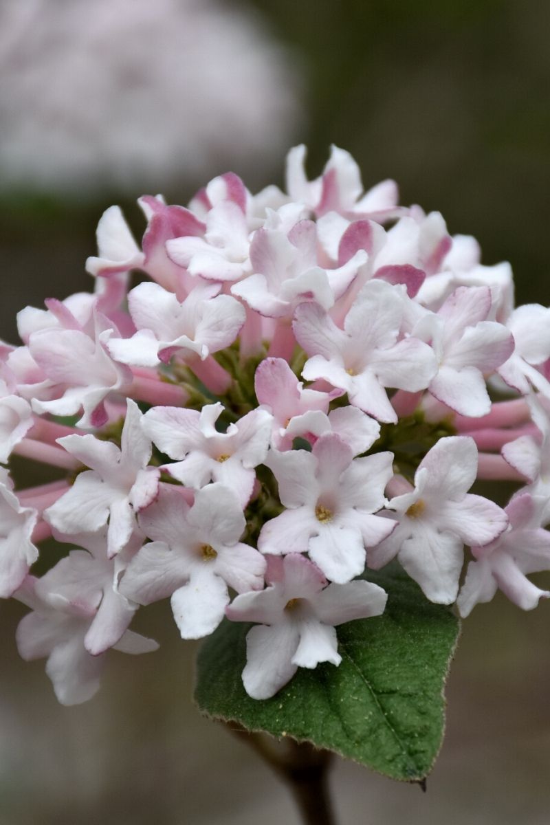 Viburnum, Spice Baby