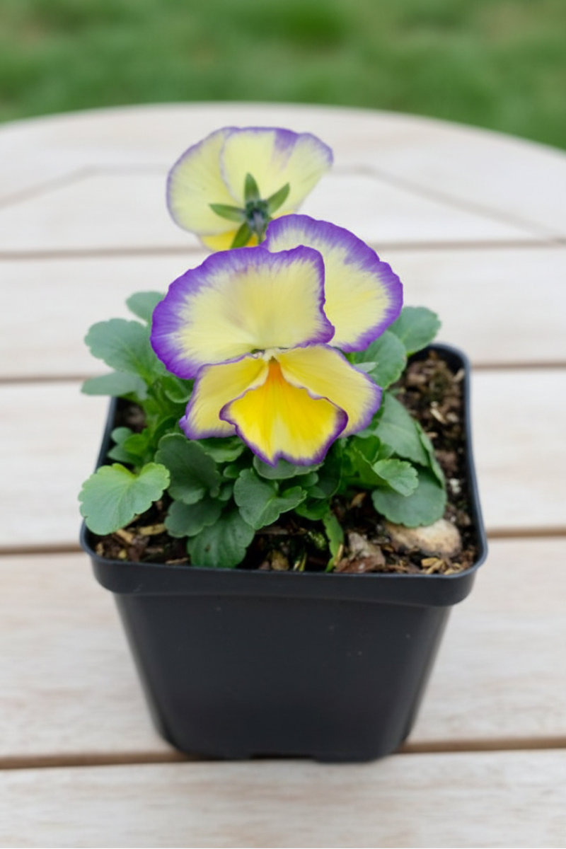 Violet, Etain