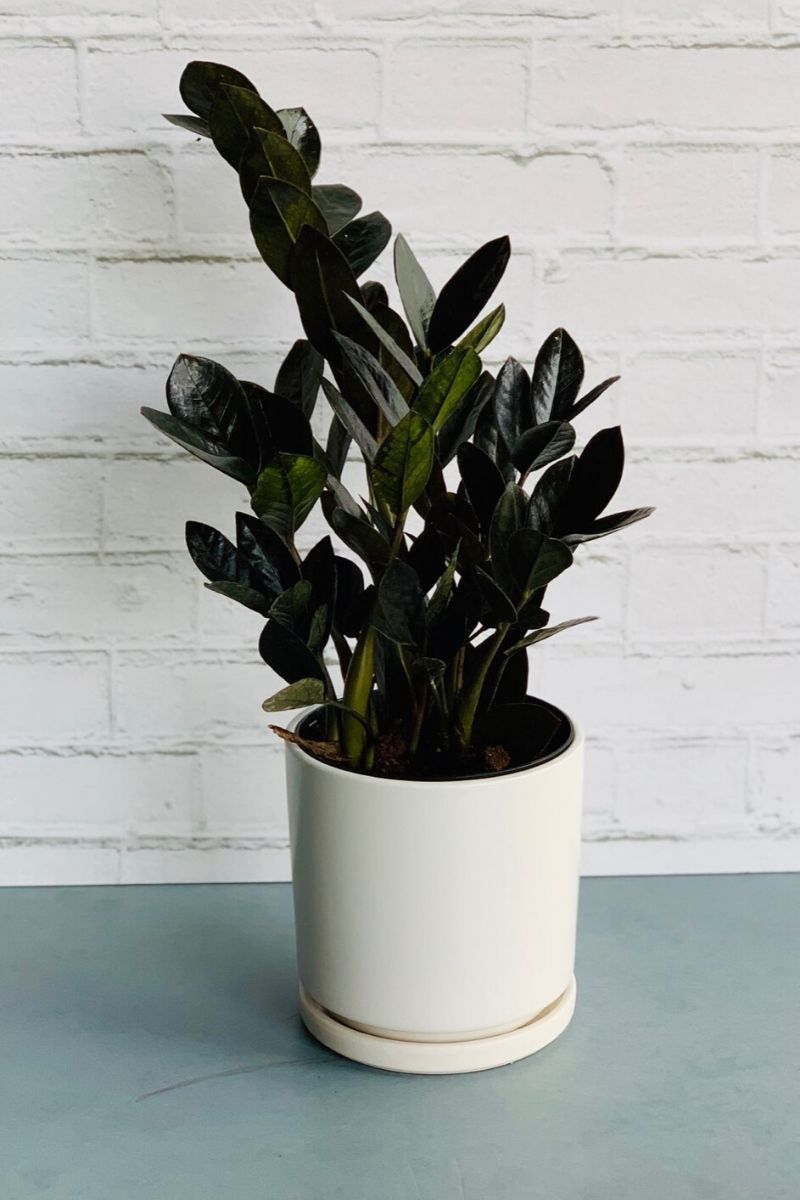 ZZ Plant, Raven 6"
