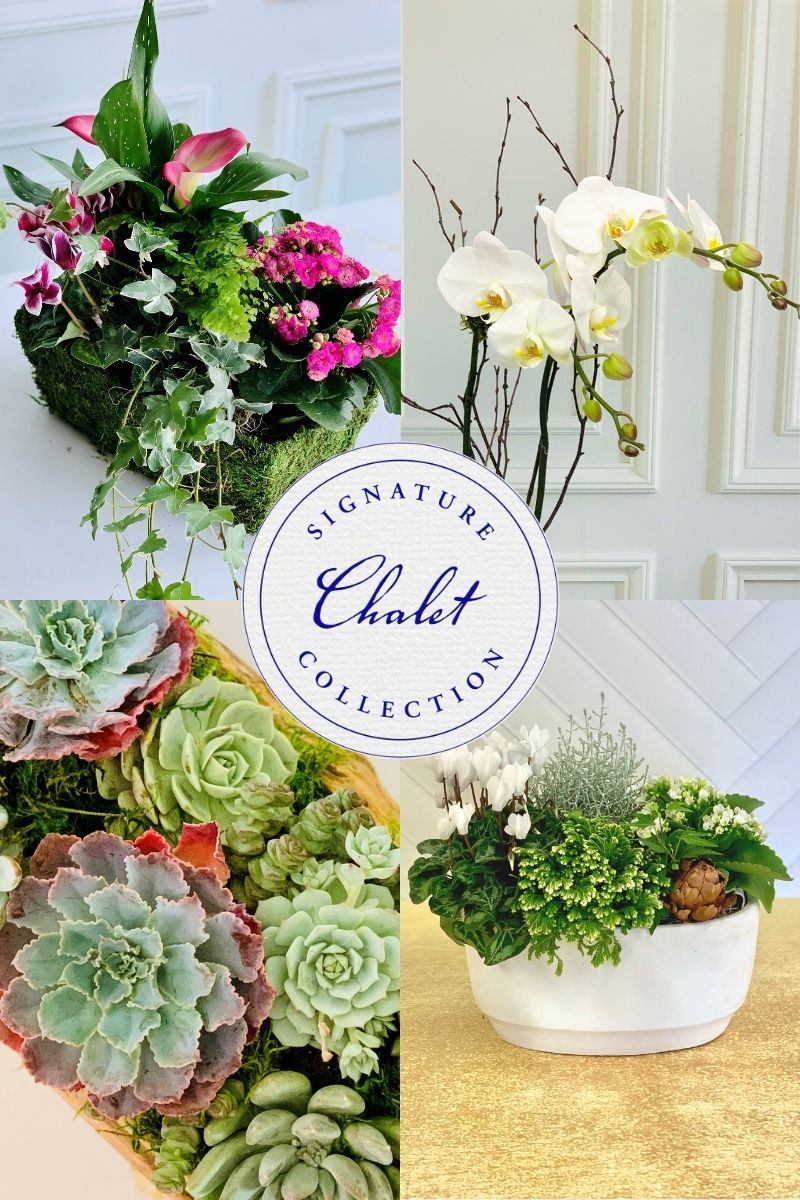 Signature Arrangement Subscription | Chaletnurserys Classics